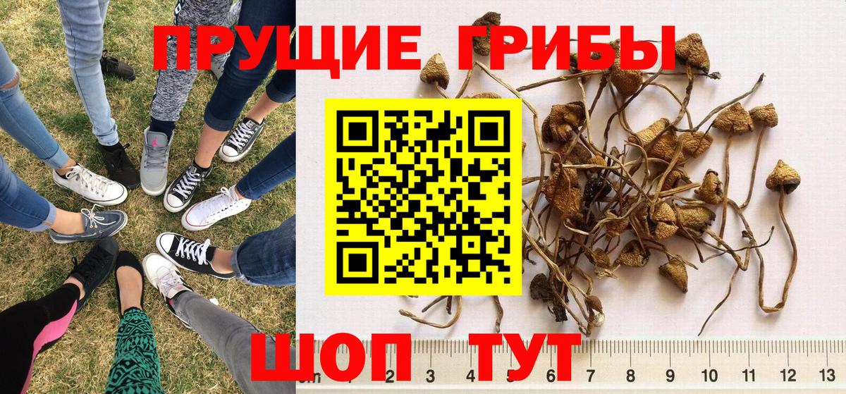 Рассказово  Галлюциногенные грибы Cubensis  Вход с VPN 